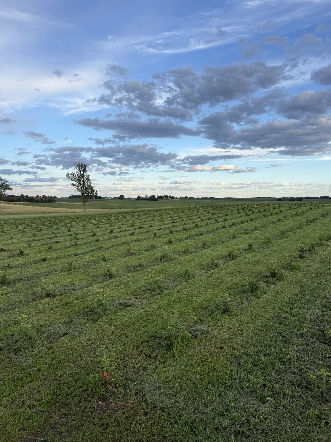 Rows of young Christmas trees across the Starved Rock Trees farm under a wide cloudy Illinois sky