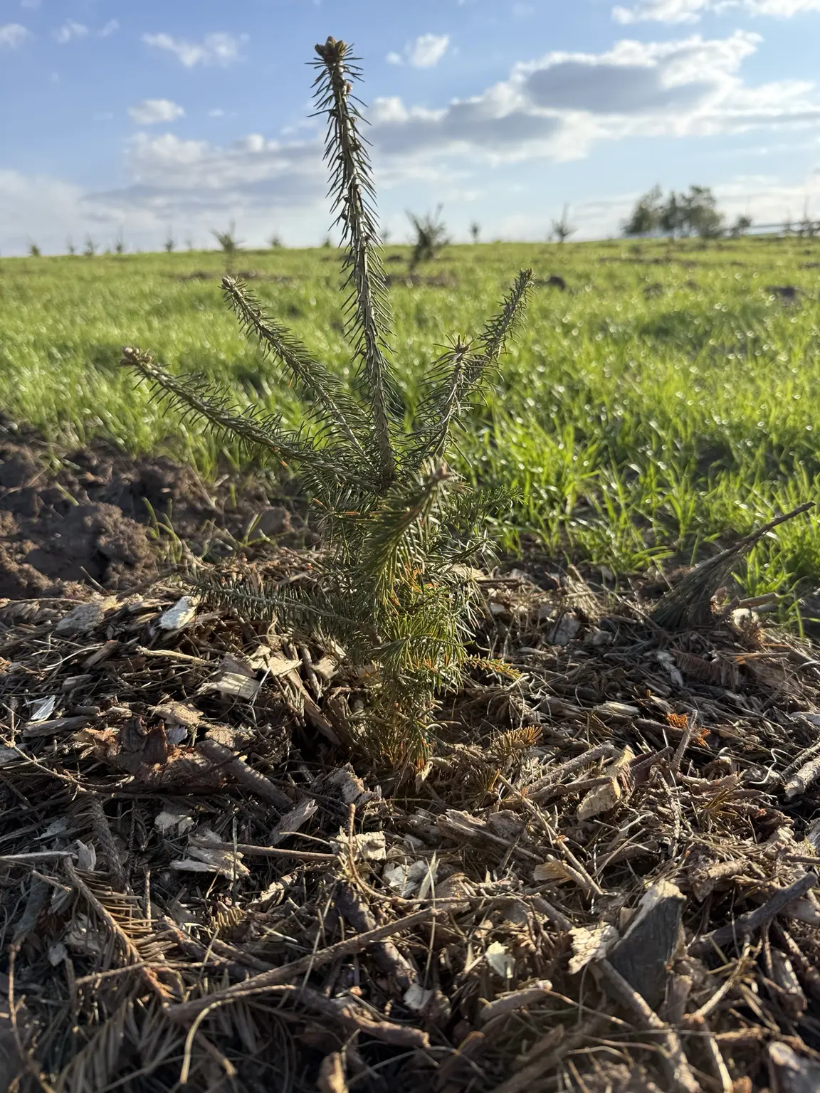 A young evergreen seedling growing in mulch with rows of saplings across the field behind it